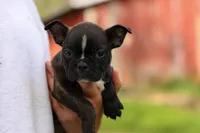 BUDDY, a male Frenchton for sale in Baltic, OH – 2 of 10