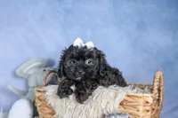 JAKE, a male Shorkie for sale in Baltic, OH – Photo 2 of 10