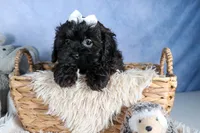 JAKE, a male Shorkie for sale in Baltic, OH – Photo 9 of 10