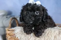 JAKE, a male Shorkie for sale in Baltic, OH – Photo 8 of 10