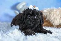 JAKE, a male Shorkie for sale in Baltic, OH – Photo 10 of 10