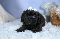 JAKE, a male Shorkie for sale in Baltic, OH – Photo 3 of 10