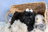 JAKE, a male Shorkie for sale in Baltic, OH – Photo 7 of 10