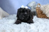 JAKE, a male Shorkie for sale in Baltic, OH – Photo 4 of 10