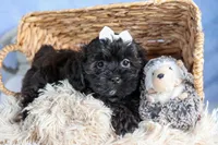 JAKE, a male Shorkie for sale in Baltic, OH – Photo 5 of 10