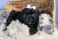 JAKE, a male Shorkie for sale in Baltic, OH – Photo 6 of 10