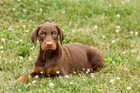 DASHER, a male Doberman Pinscher for sale in Baltic, OH – 9 of 10