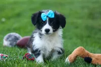 NELSON, a male Pembroke Welsh Corgi and Poodle - Miniature  for sale in Baltic, OH – 10 of 10
