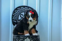 SPIKE, a male Bernese Mountain Dog for sale in Baltic, OH – 6 of 10