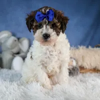 ELVIS, a male Havapoo for sale in Baltic, OH – Photo 2 of 9