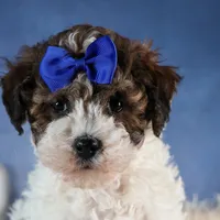 ELVIS, a male Havapoo for sale in Baltic, OH – Photo 3 of 9