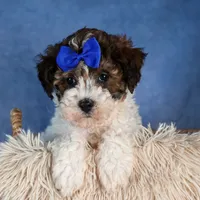 ELVIS, a male Havapoo for sale in Baltic, OH – Photo 9 of 9