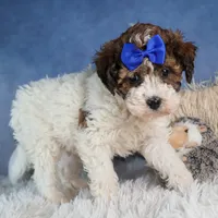 ELVIS, a male Havapoo for sale in Baltic, OH – Photo 7 of 9