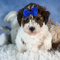 ELVIS, a male Havapoo for sale in Baltic, OH – Photo 5 of 9