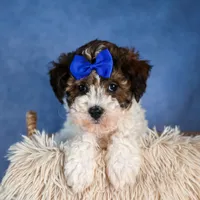 ELVIS, a male Havapoo for sale in Baltic, OH – Photo 8 of 9