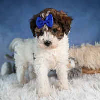 ELVIS, a male Havapoo for sale in Baltic, OH – Photo 6 of 9