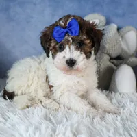 ELVIS, a male Havapoo for sale in Baltic, OH – Photo 1 of 9