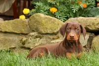 DIXIE, a female Doberman Pinscher for sale in Baltic, OH – 3 of 10