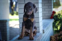 PENNY, a female Doberman Pinscher for sale in Baltic, OH – 3 of 9