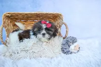 RACHEL, a female Shih Tzu for sale in Baltic, OH – 9 of 10