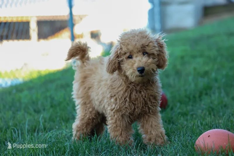 MAX – Miniature Goldendoodle puppy for sale in Baltic, OH