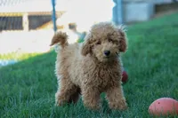 MAX, a male Miniature Goldendoodle for sale in Baltic, OH – 1 of 10