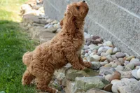 NELLIE, a female Cavapoo for sale in Baltic, OH – 5 of 9