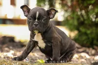 BUDDY, a male Frenchton for sale in Baltic, OH – 10 of 10