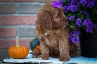 RUSTY, a male Cavapoo for sale in Baltic, OH – 5 of 10