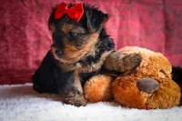DOC, a male Yorkshire Terrier for sale in Baltic, OH – 8 of 10