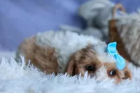 RUSTY, a male Cavachon for sale in Baltic, OH – 8 of 8
