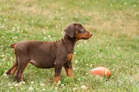 DOLLY, a female Doberman Pinscher for sale in Baltic, OH – 9 of 10