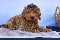 ROMEO, a male Cavapoo for sale in Baltic, OH – 7 of 10
