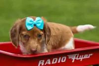 OLIVER, a male Miniature Dachshund for sale in Baltic, OH – 3 of 10
