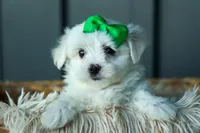 PACO, a male Maltese for sale in Baltic, OH – 5 of 9