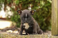 BUDDY, a male Frenchton for sale in Baltic, OH – 8 of 10
