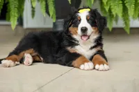 SAMSON, a male Bernese Mountain Dog for sale in Baltic, OH – 9 of 10