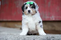 LANDON, a male Miniature American Shepherd for sale in Baltic, OH – 2 of 10