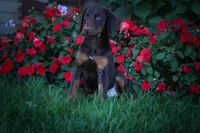 PENNY, a female Doberman Pinscher for sale in Baltic, OH – 4 of 9