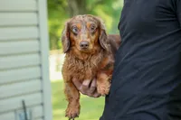 MAX, a male Miniature Dachshund for sale in Baltic, OH – 10 of 10