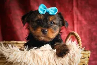 DEXTER, a male Yorkshire Terrier for sale in Baltic, OH – 6 of 10
