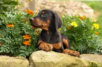 DIESEL, a male Doberman Pinscher for sale in Baltic, OH – 10 of 10