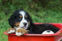 SCOUT, a male Bernese Mountain Dog for sale in Baltic, OH – 3 of 10