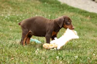 DOLLY, a female Doberman Pinscher for sale in Baltic, OH – 6 of 10