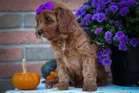 RUSTY, a male Cavapoo for sale in Baltic, OH – 3 of 10