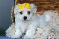 PEBBLES, a female Maltese for sale in Baltic, OH – 9 of 10