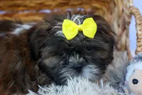 RUBBLE, a male Shih Tzu for sale in Baltic, OH – 9 of 10