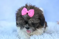 RUBY, a female Shih Tzu for sale in Baltic, OH – 9 of 10