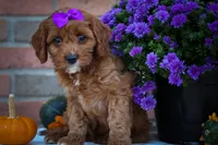 RUSTY, a male Cavapoo for sale in Baltic, OH – 4 of 10