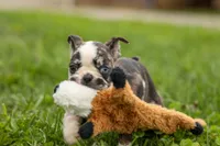 BRANDY, a female Frenchton for sale in Baltic, OH – 8 of 10